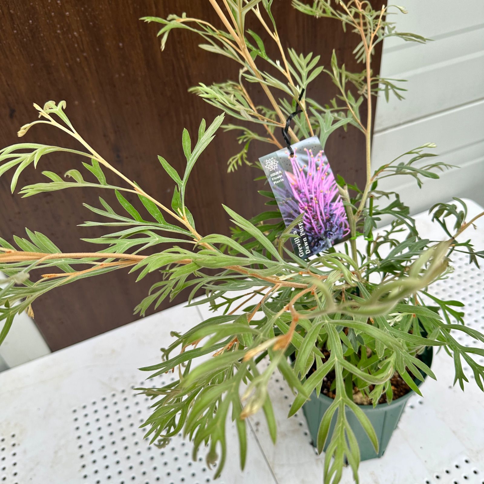 ドーンパープル 7号