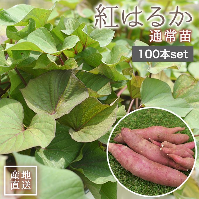 紅はるか 苗 100本 入り PVP べにはるか さつまいも サツマイモ べにはるか苗 静岡 芋苗 芋 イモヅル 芋づる 農家用 高品質 農家直送 静岡県 産地直送 家庭菜園 ガーデニング プランター 農場 農園 ベランダ 野菜 栽培