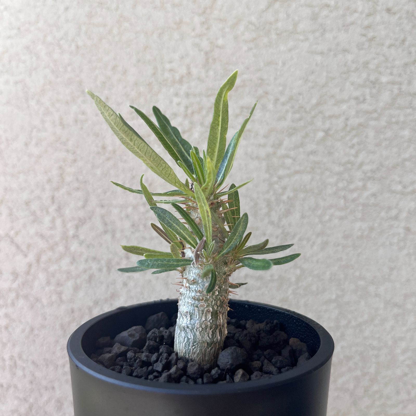 グラキリス 赤肌 現地球 とっくり型 ゴマ肌 コレクション株 厳選