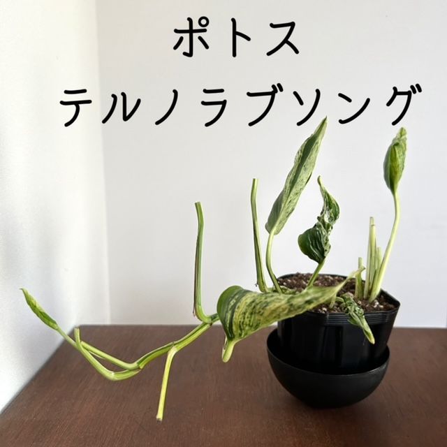 希少 ポトス テルノラブソング 5号 1 - 植物/観葉植物