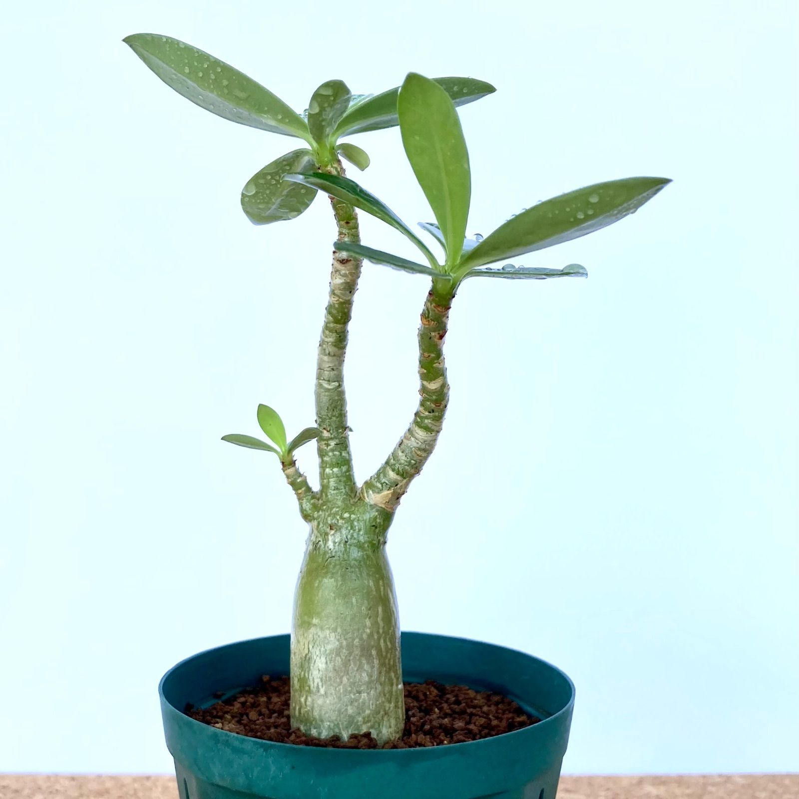 アデニウム オベスム ／ 多肉植物 塊根植物 観葉植物 コーデックス - メルカリ