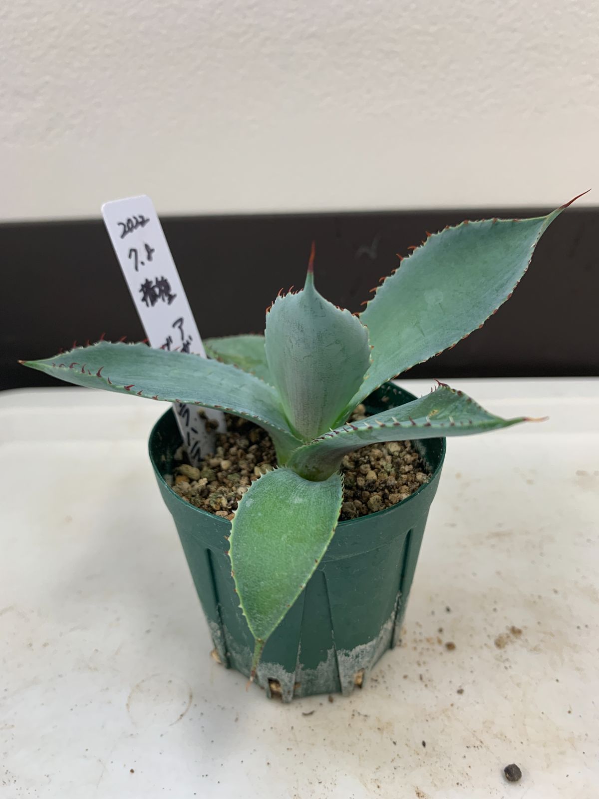 新品即決 アガベ 4種4株① 植物/観葉植物 - jiujitsutimes.com