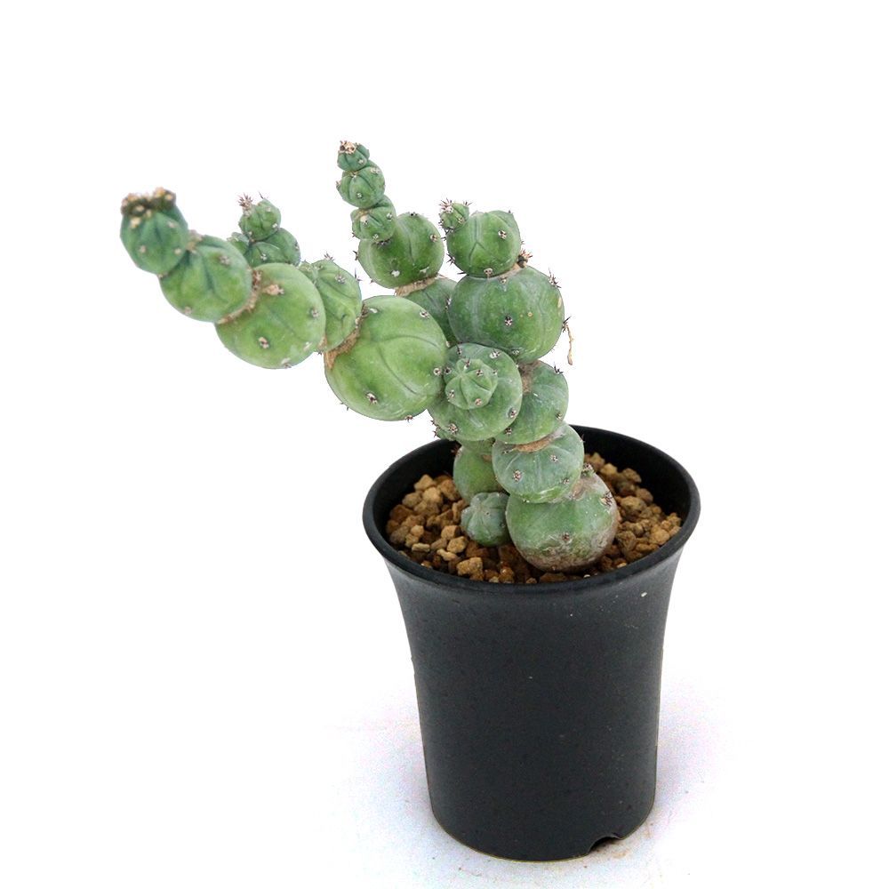 ミルチロカクタス ゲオメトリザン ミューテーション 3号 1鉢 358314