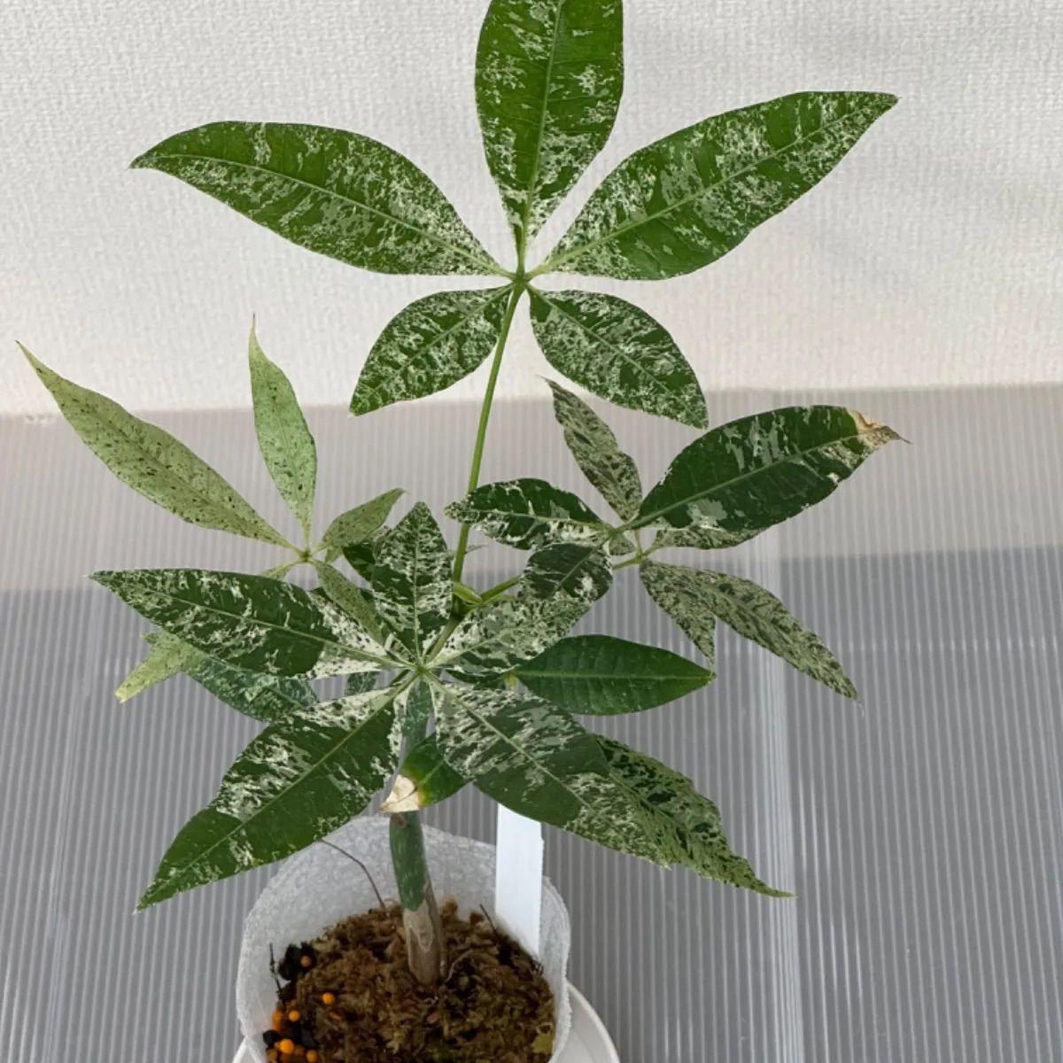 パキラ斑入り ミルキーウェイ実生。３又株 - 植物/観葉植物