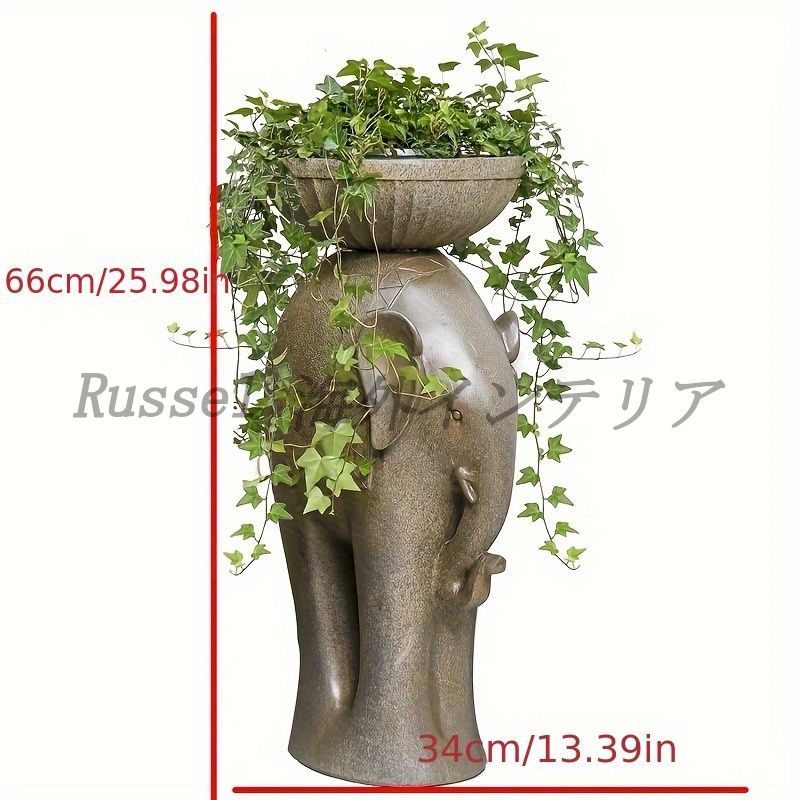 アニマル 多肉植物