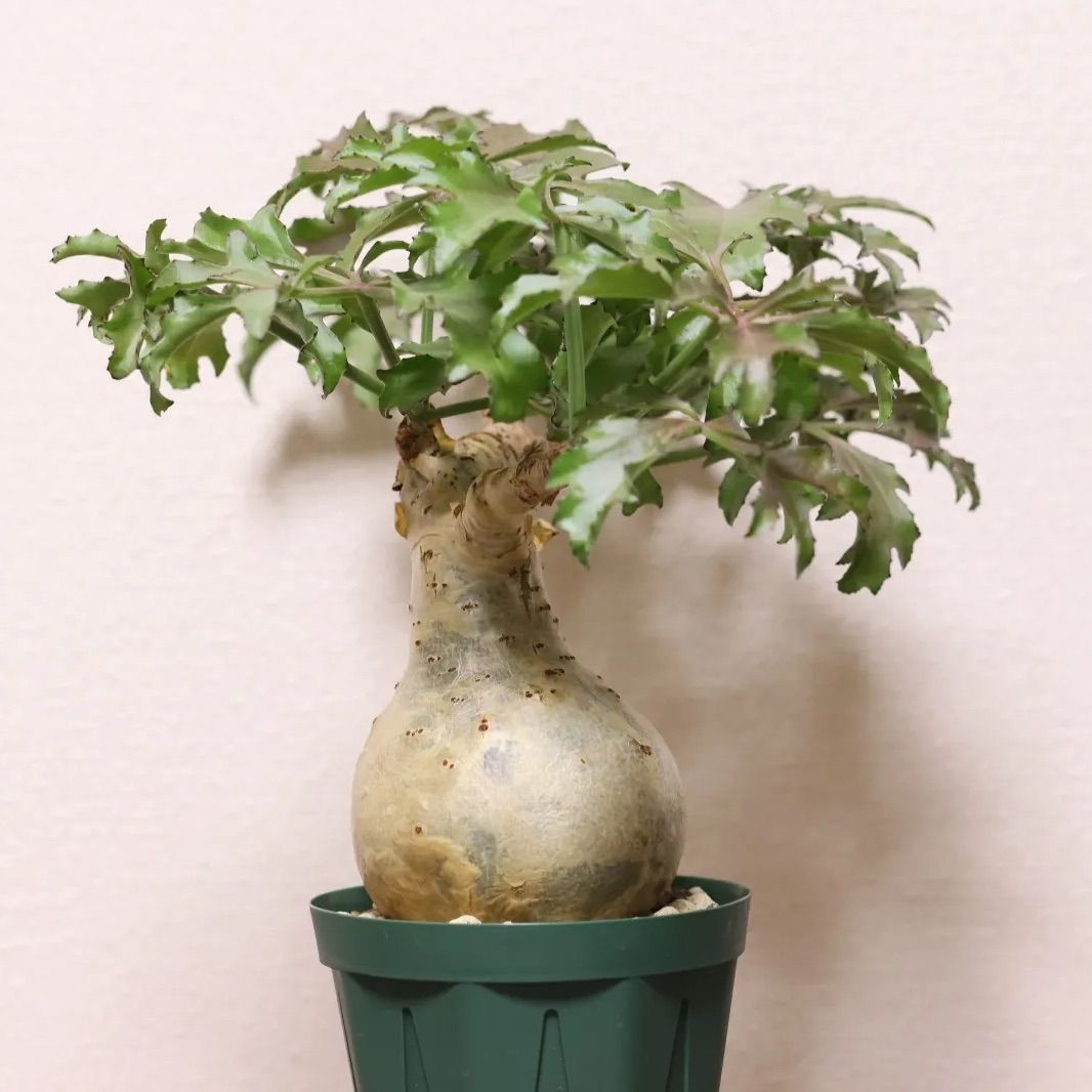 Cyphostemma betiforme 発根済 キフォステンマ ベティフォルメ ナロー