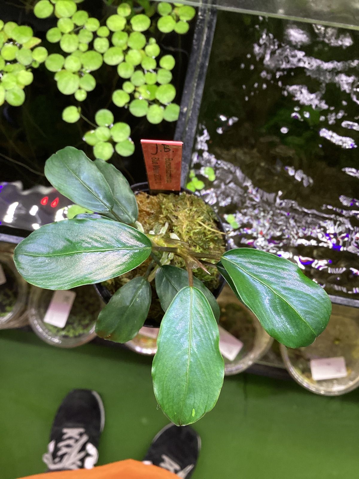 ブセファランドラsp.ブルーメロン JB Bucephalandra sp.Blue