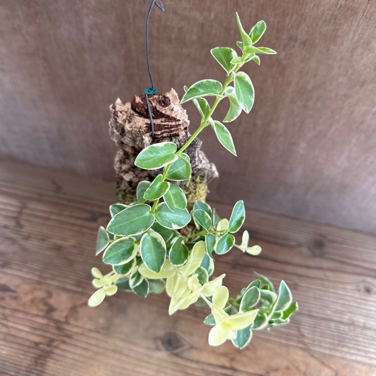 ホヤ クミンギアナ斑入り・ホヤ レツーサ コルク付け 2種セット 現品