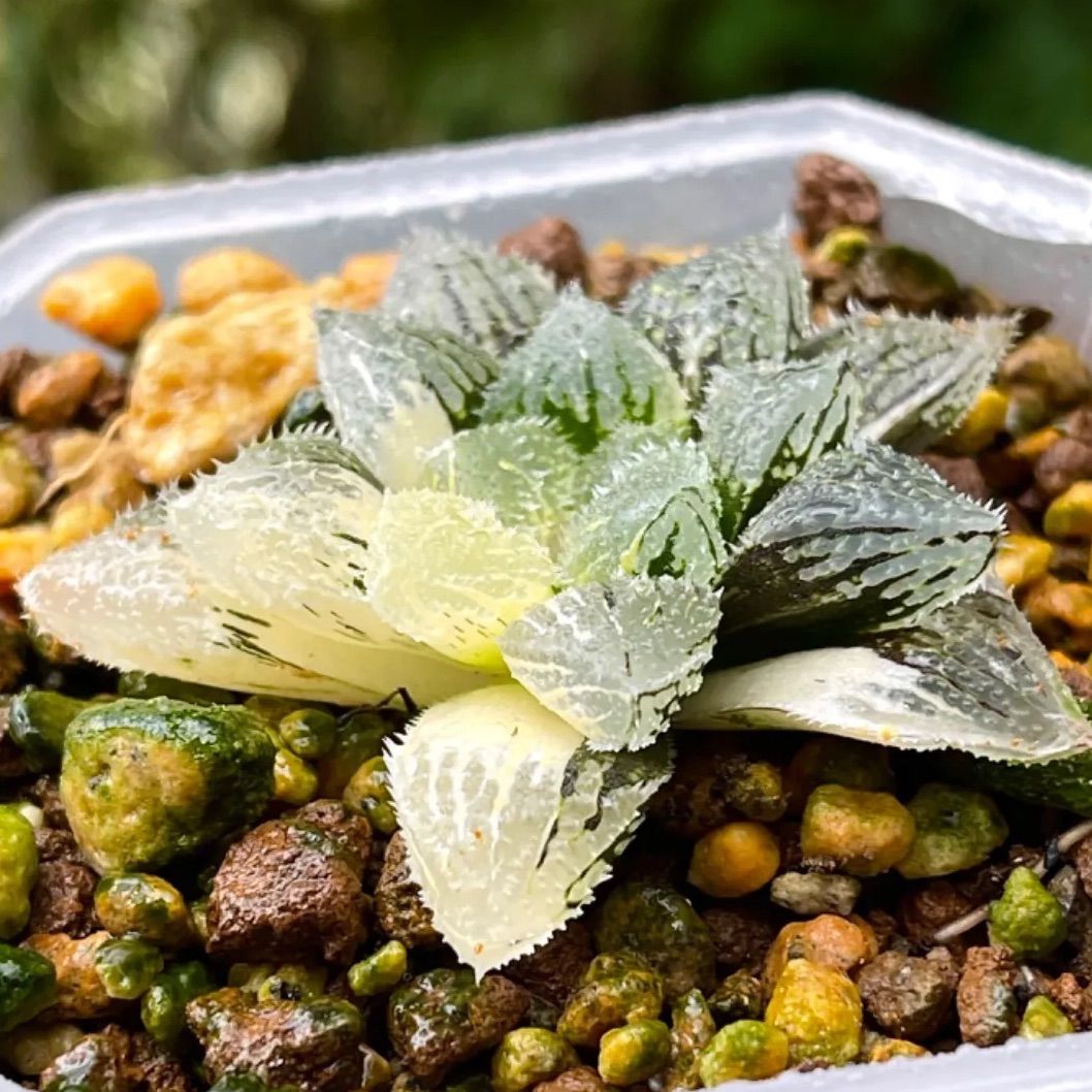 多肉植物　ハオルヤ 511🌹ハウオルヤ ハオルヤ ハウォルヤ｜🍀GreenSnap（グリーンスナップ）