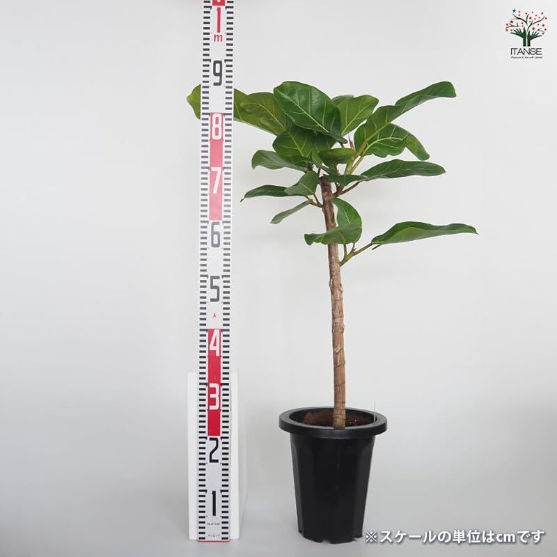 大きな濃い葉が