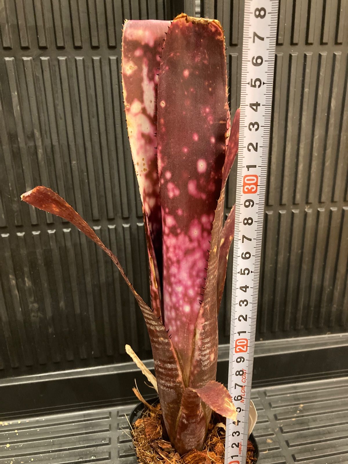 ビルベルギア Billbergia Berry Blast - メルカリ