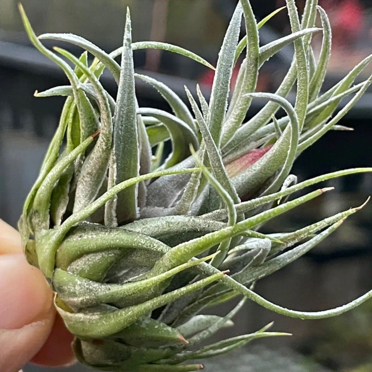 オープンタイプ！＊チランジア カウツキー Tillandsia kautskyi