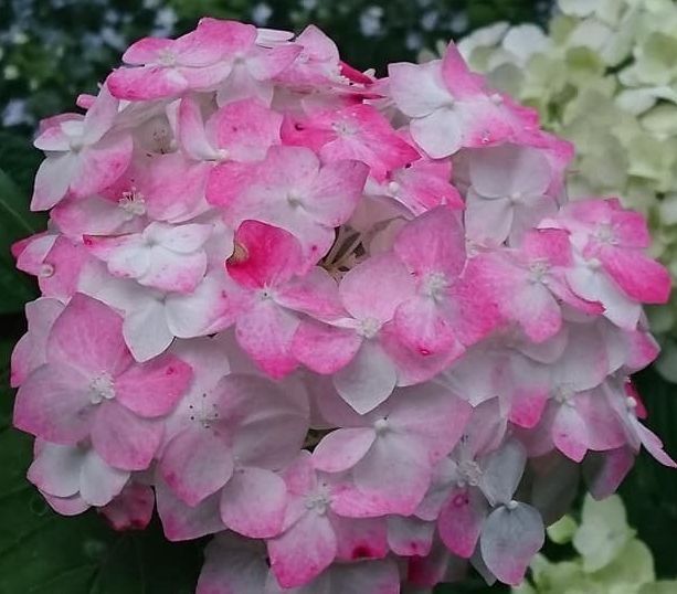 アジサイ 天使のほっぺ - メルカリ