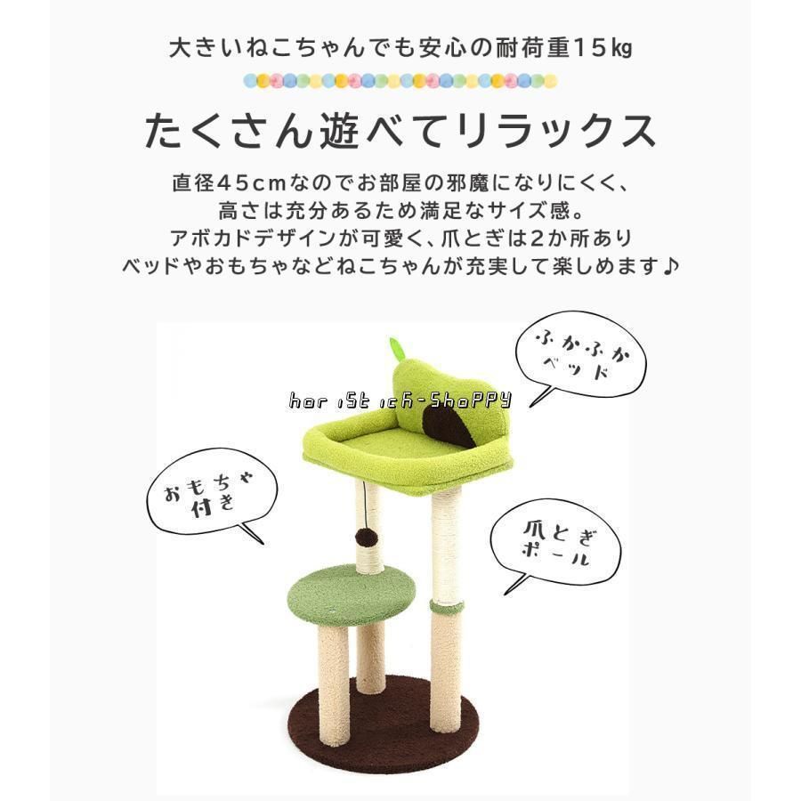 ペット 子猫