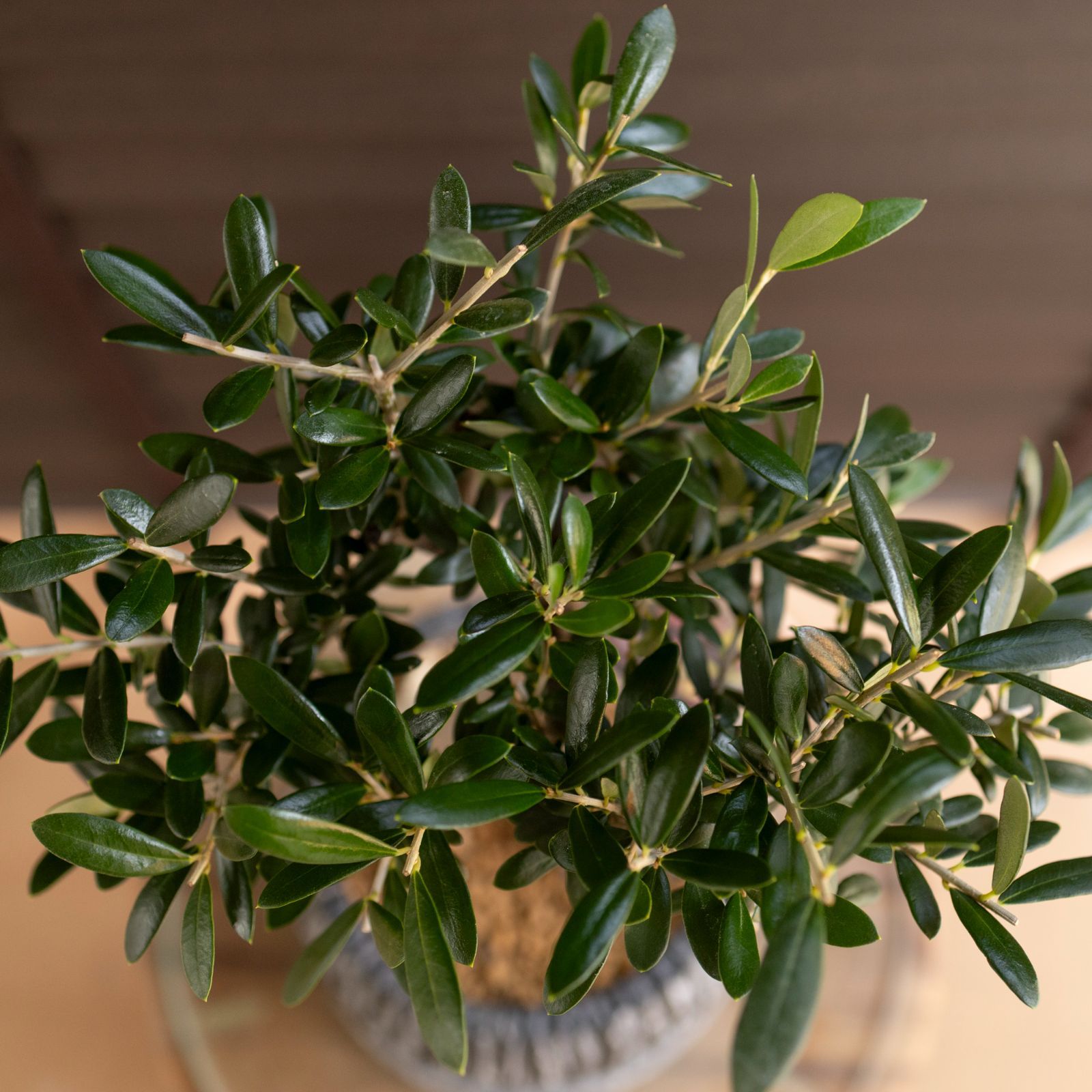 創樹 Olive オリーブの木 盆栽 SOUJU Arbequina アルベキーナ オリーブ