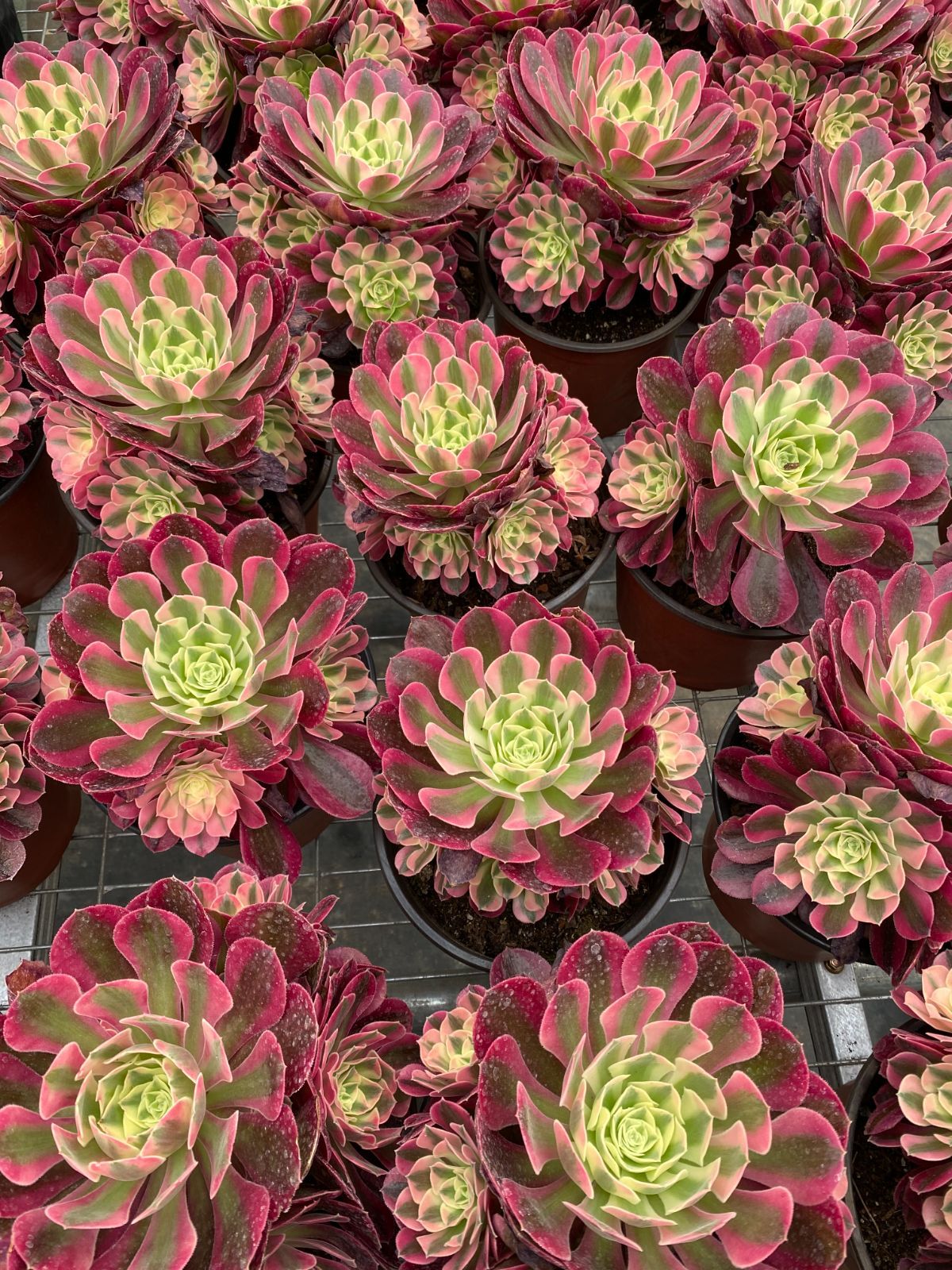 抜き苗 メデューサ錦 DP578×12株 ふっくら 多肉植物 エケベリア