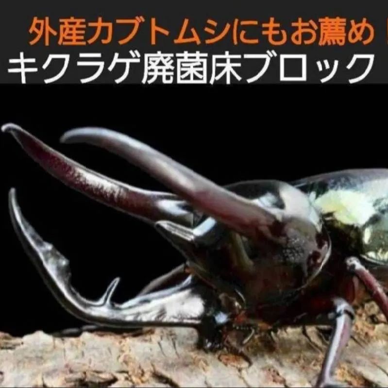 カブトムシ幼虫の栄養強化に抜群！キクラゲ菌床ブロック【8個】マット 