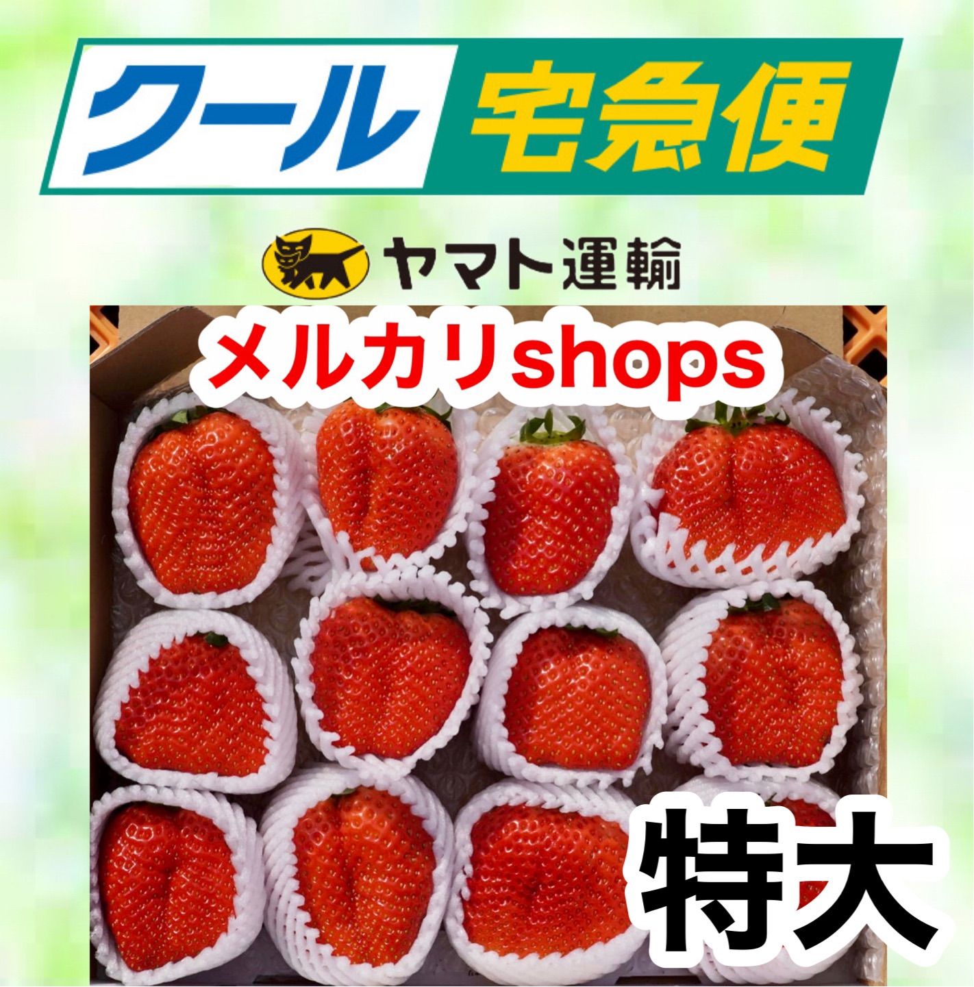 【クール便】特大  愛媛県産新鮮朝採りいちご
