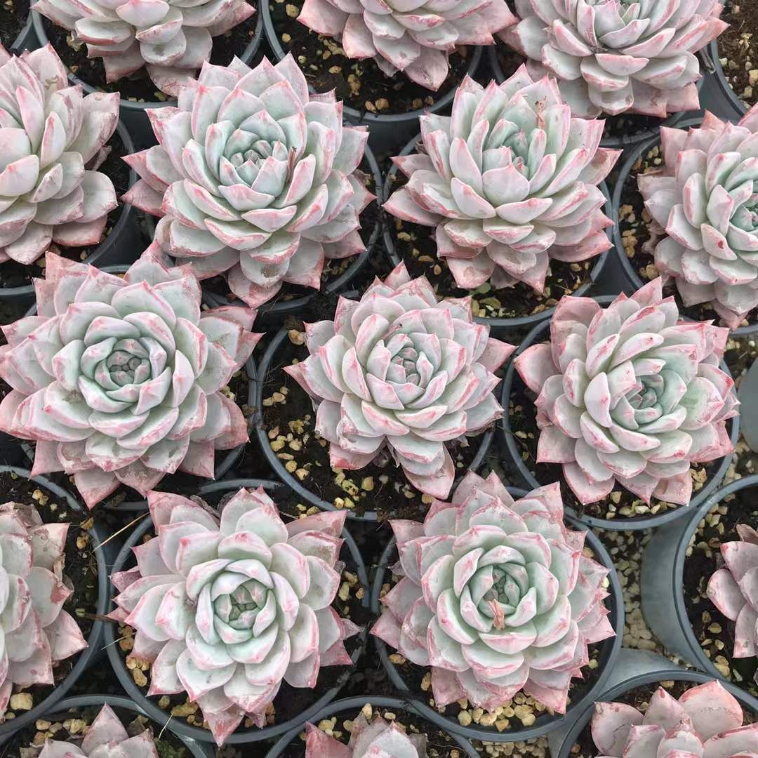 SKL1203×36 フンランチョウシングル 抜き苗 多肉植物 アエオニウム エケベリア 韓国苗