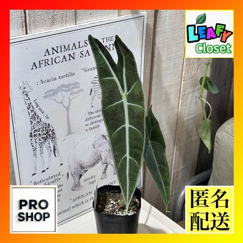 【希少】アロカシアロンギロバマーブルバリエガータ　見たことないぞ！ 希少】アロカシアロンギロバマーブルバリエガータ 見たことない
