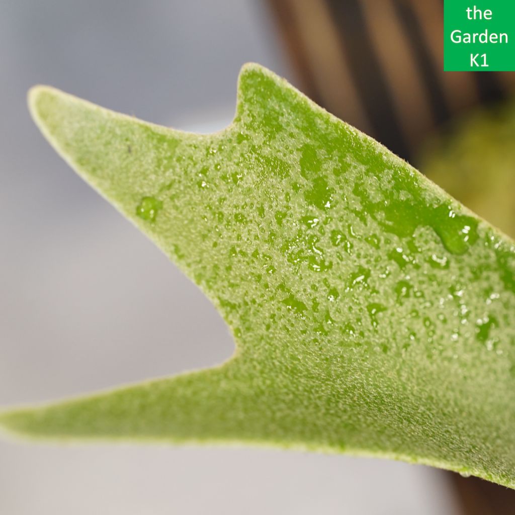 ビカクシダ A30 楽天市場】ビカクシダ P.'Ice age'(P.ssfoong x P.Pewchan 'Snow Queen