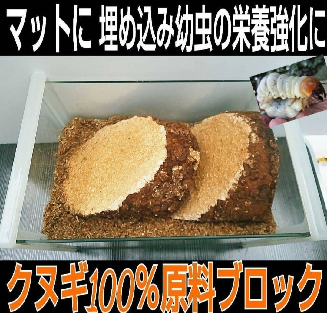 40gを超える国産カブト幼虫がゴロゴロでてきた！オオヒラタケ菌床自然 