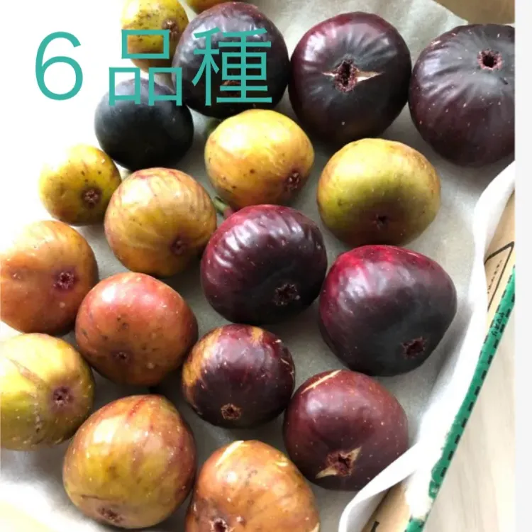 無農薬イチジク６品種セット】コンパクトボックス⭐︎常温⭐︎約1キロ メルカリShops