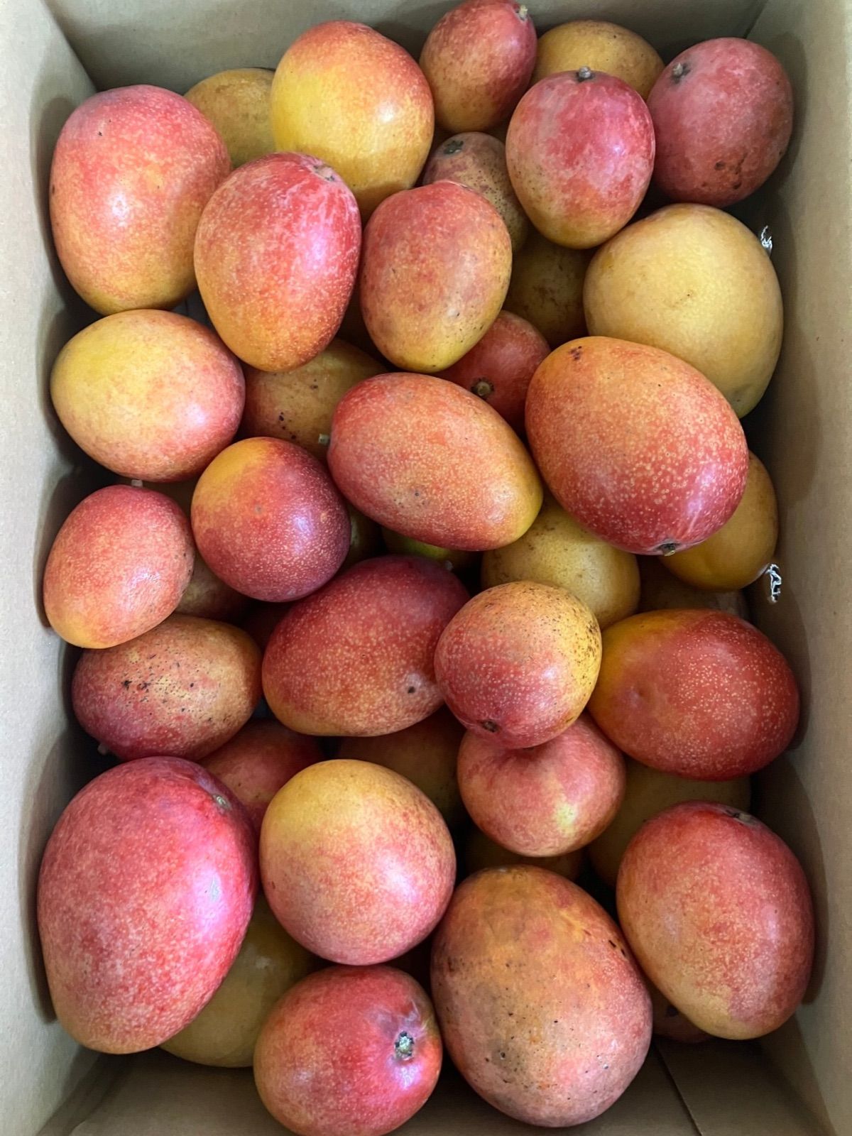 5kg ミニマンゴー クール便 - メルカリ