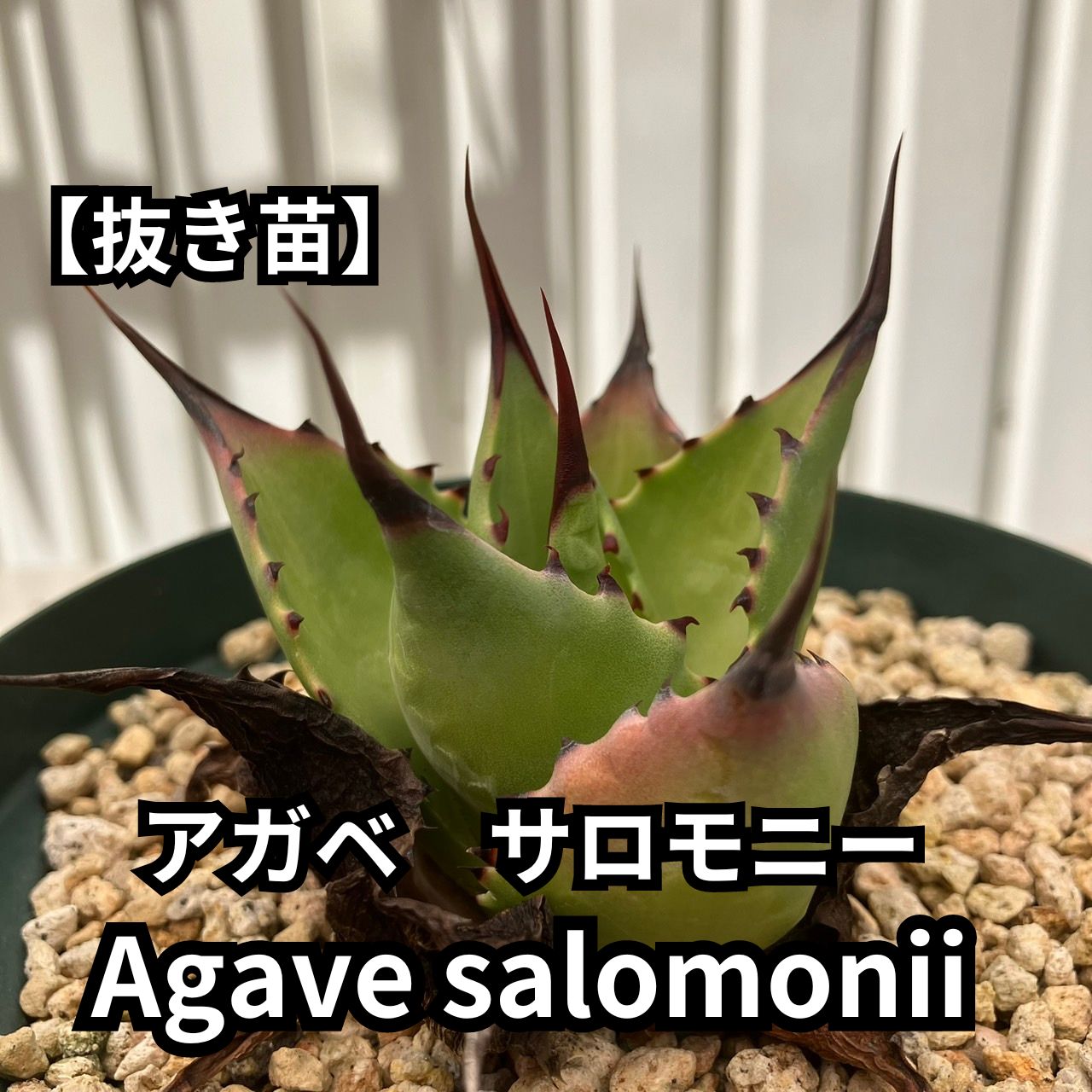 抜き苗】アガベ サロモニー Agave salomonii 2024-6-15-as7 - メルカリ