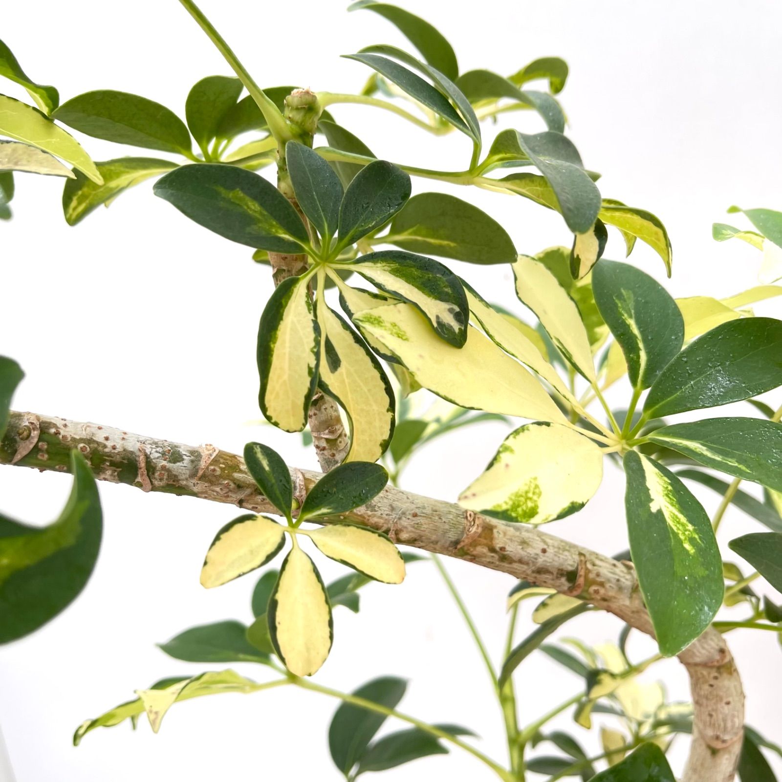 ［現品］7番　シェフレラ　グランディ　曲がり　7号　観葉植物　斑入　室内　可愛い シェフレラ：ホンコンカポック斑入り 7号鉢植え の通販 | 園芸ネット