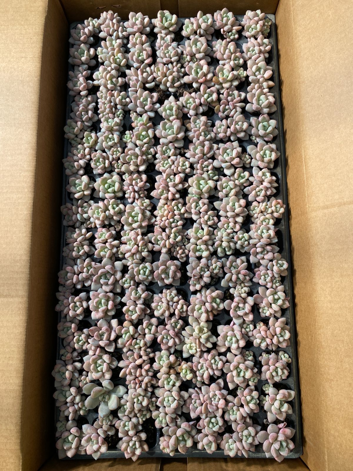 A*y様 ㊵大きめ苗! 青鬼❣️紫紺の矢❣️もみじ飴❣️スノーミル❣️6苗メルカ ⚡️Agave hybrid⚡️ 妖炎×武蔵厳龍 utahensis var.nevadensis