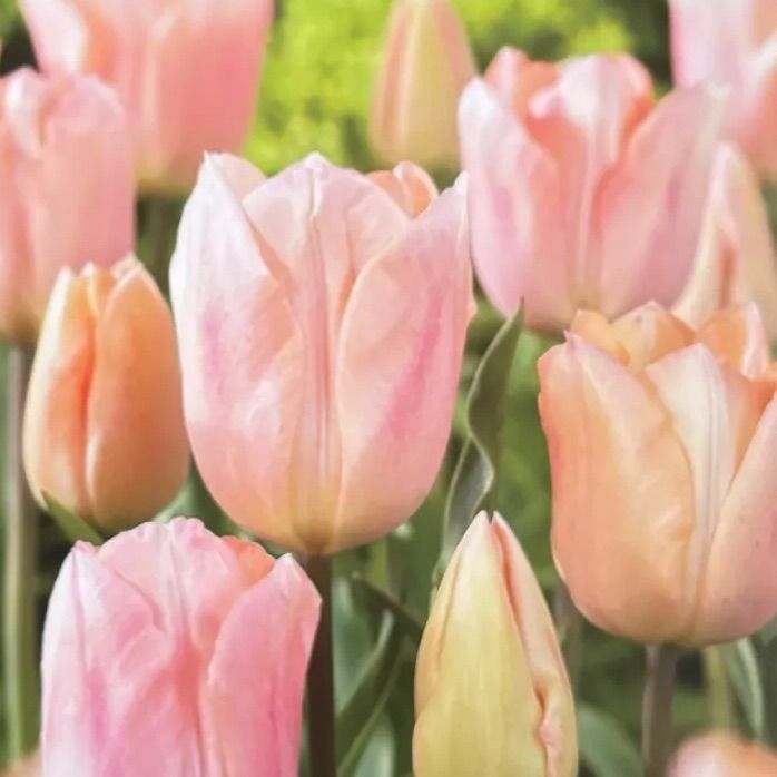 冷蔵【正規品】アイスチューリップ『チャーミングビューティー』球根