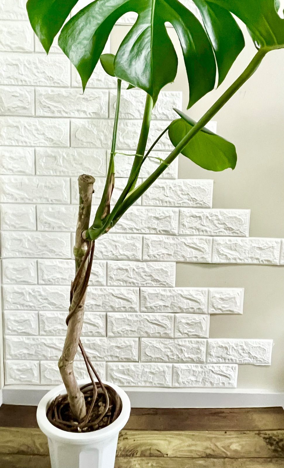 現品］【希少】23番 ♡おすすめ♡ ポトス ステータス 7号 フェンス