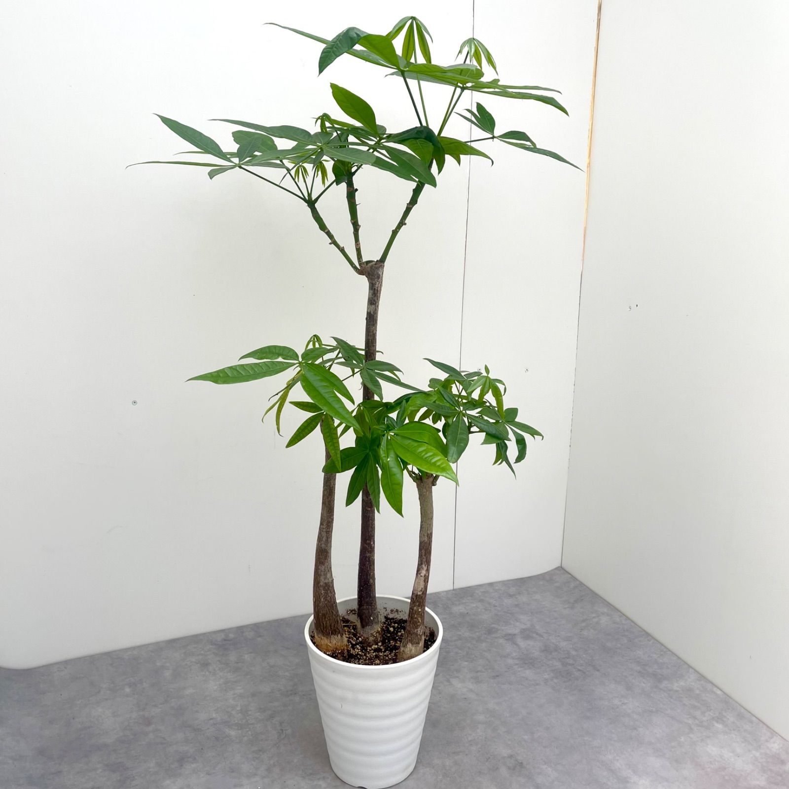 パキラ 接ぎ木 3本立て 15【現品】観葉植物 室内 - メルカリ
