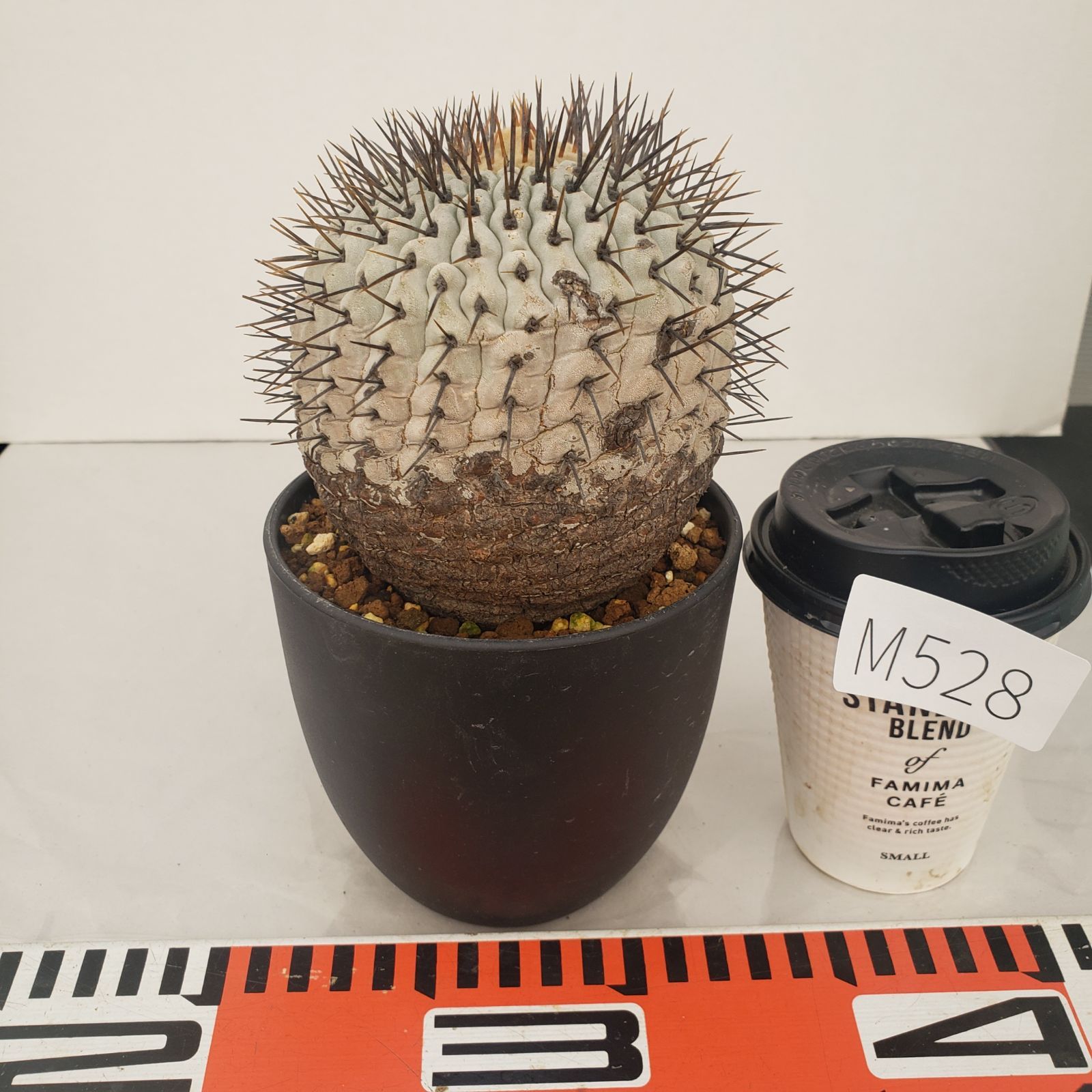 M528【自社養生株】コピアポア コルムナアルバ（発根株・鉢植え