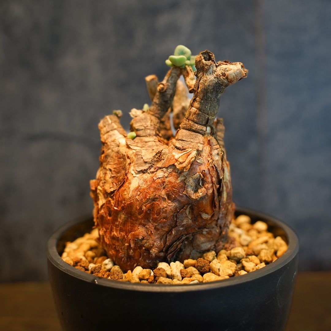 F17 ケラリア ピグマエア Ceraria pygmaea 発根済 現地株 FOH