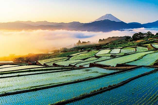 即日発送】朝焼けの富士と棚田 絶景 50×75㎝ ジグソーパズル