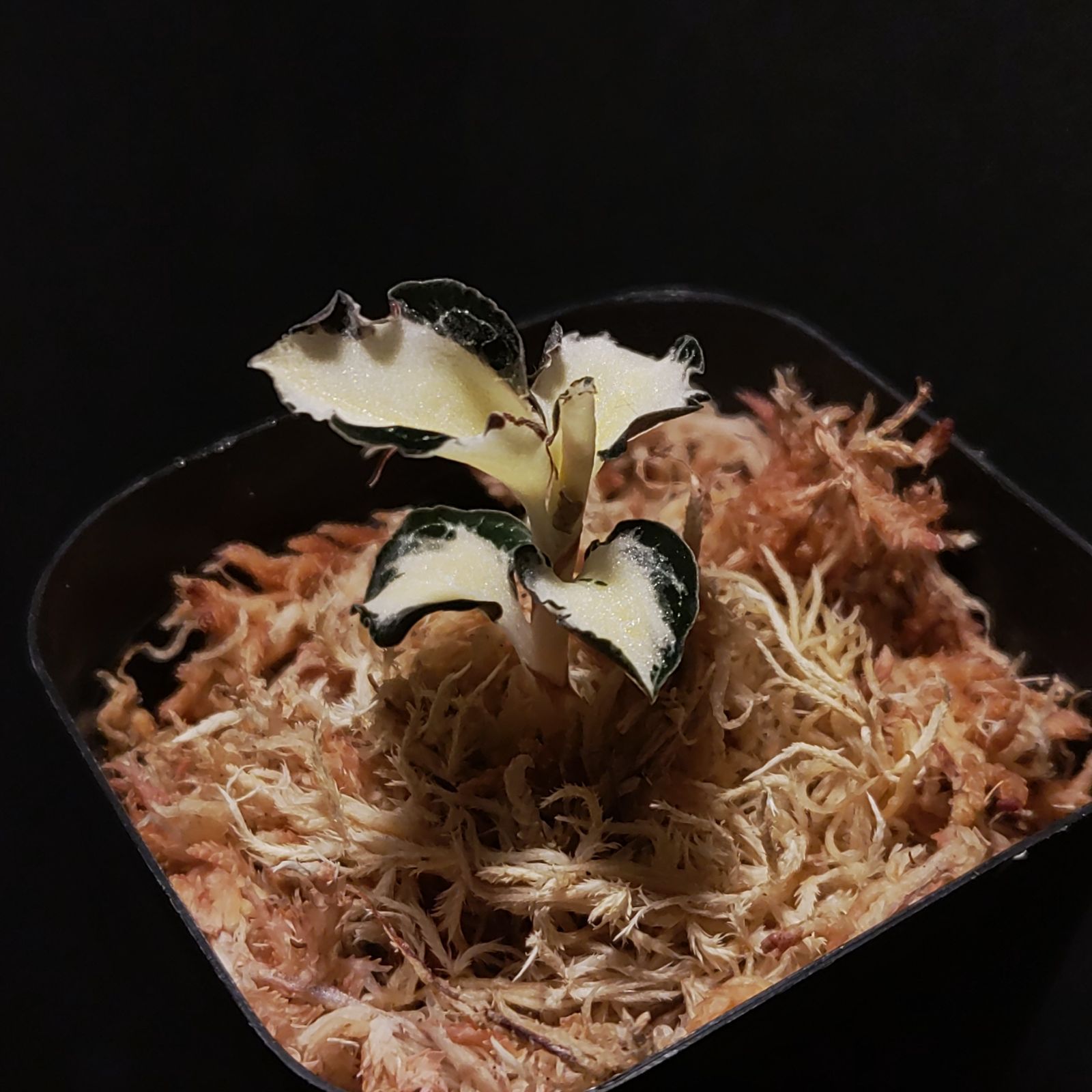 斑入り アネクトキルス