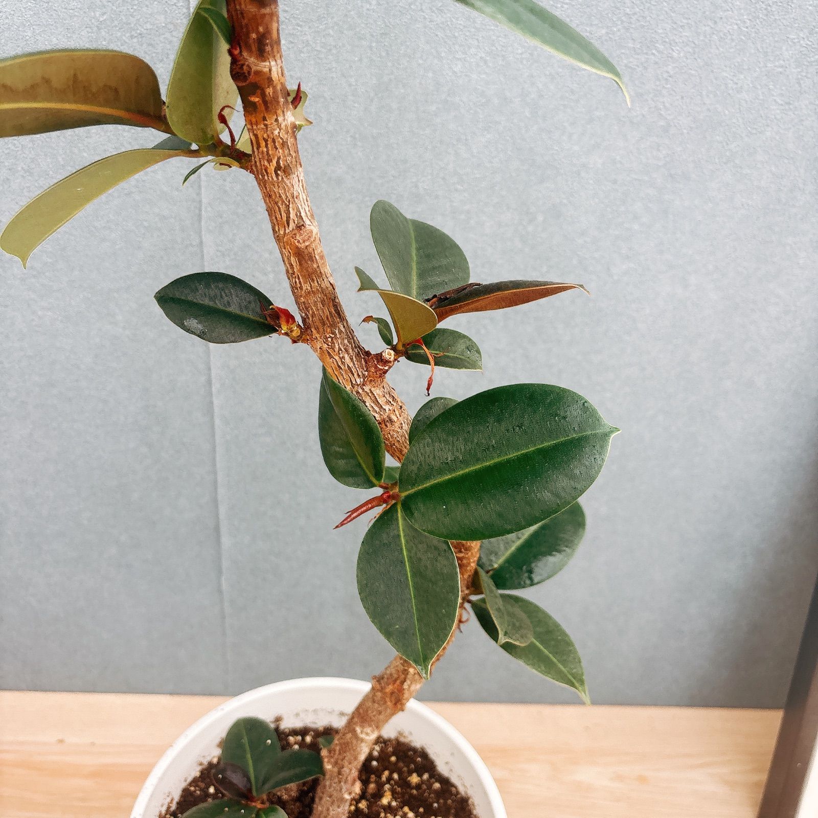 現品］20番 フィカス エラスティカ ソフィア 7号 観葉植物 室内 人気