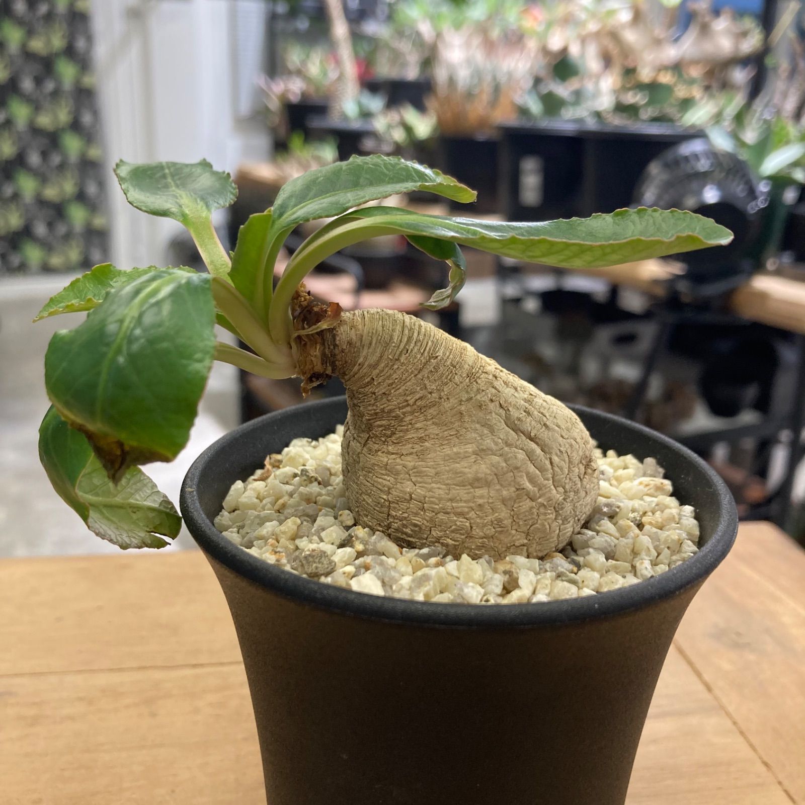 ユーフォルビア プリムリフォリア 塊根 現地球 発根済