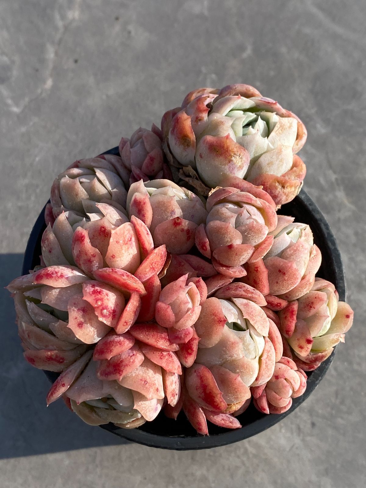 抜き苗 クリームベリー DP521×28鉢 ヤマト発送 多肉植物 エケベリア サボテン 韓国苗 新入荷