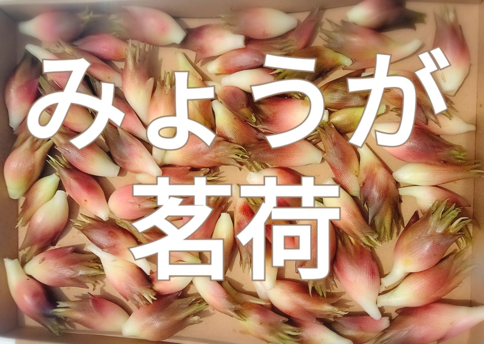 みょうが☆茗荷☆２００ｇ☆崎県産