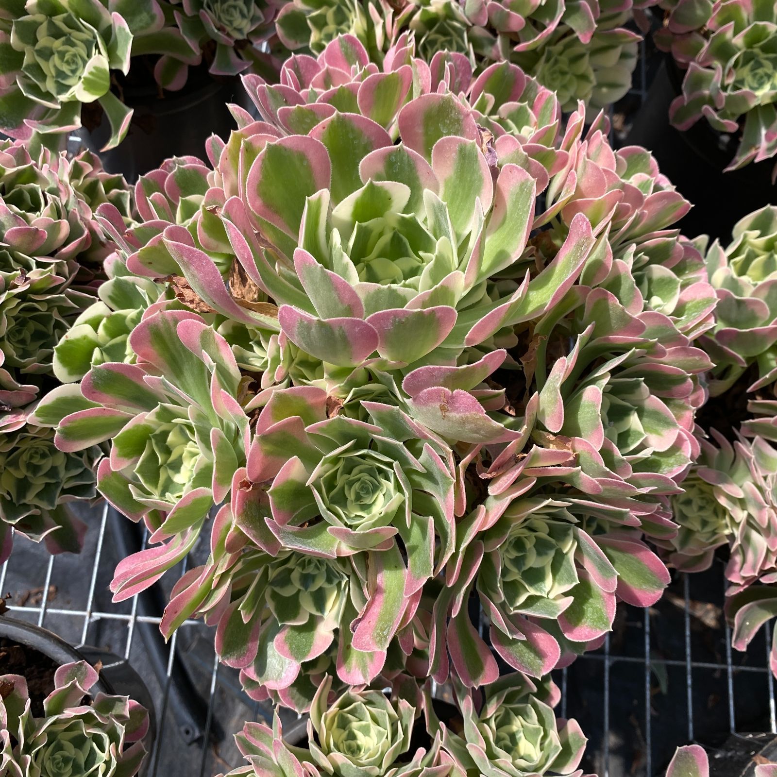 多肉植物 韓国苗 エケベリア チュプス tanikutoha_esh-101