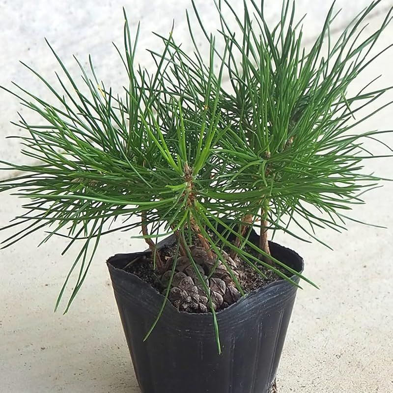 ＩＴＡＮＳＥ ぼっくり松 3号 8個セット 品種で選べる盆栽 松ぼっくりから発芽した苗 そのまま育てられます