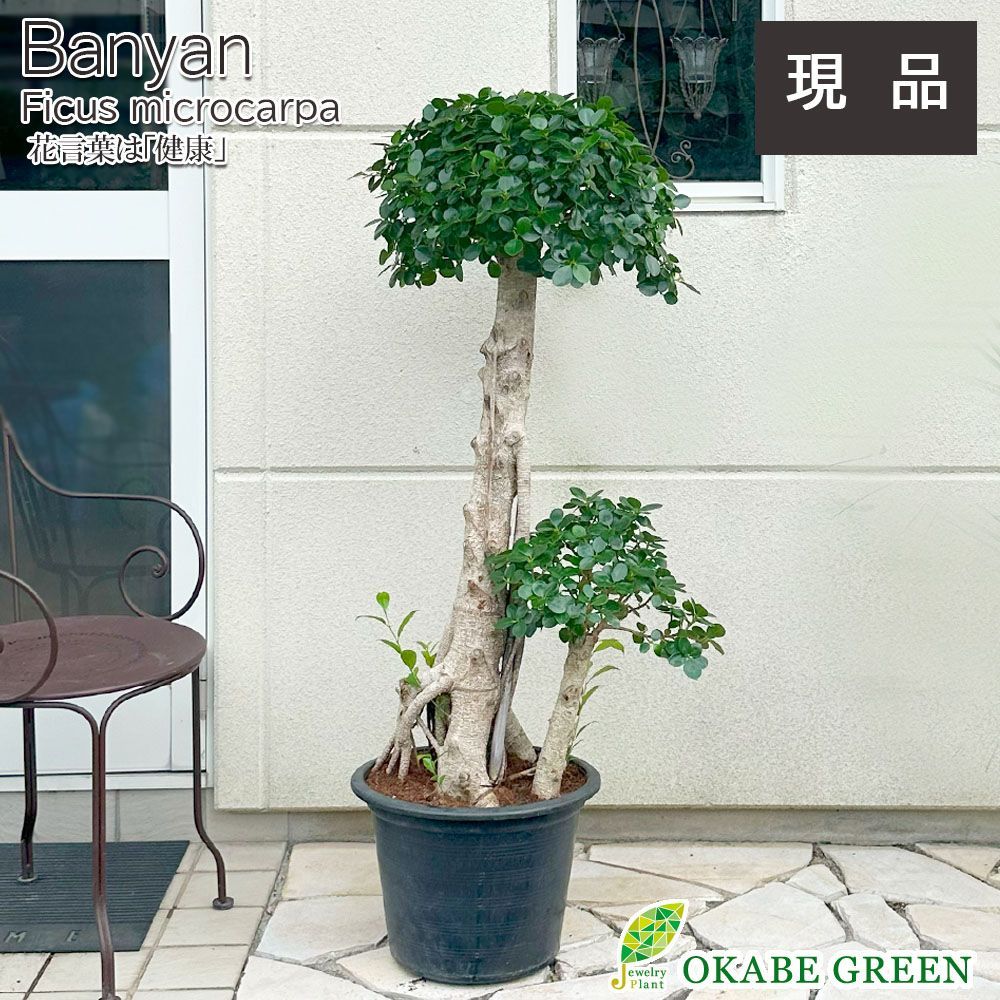 【現品】セサモタムナス・ブッセヌス　8号　D7番 現品】セサモタムナス・ブッセヌス 8号 D7番 現品】セサモタムナス