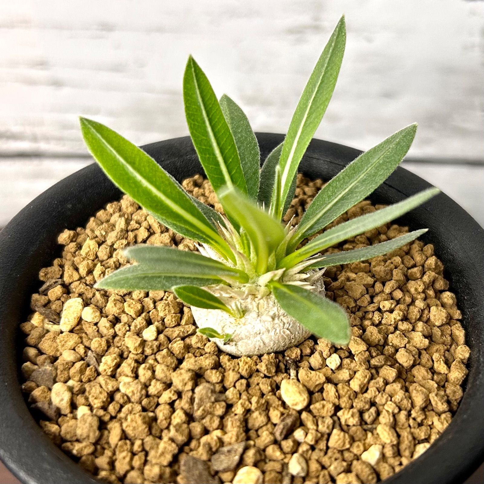 恵比寿大黒パキポディウム デンシカウレ 塊根植物 コーデックス