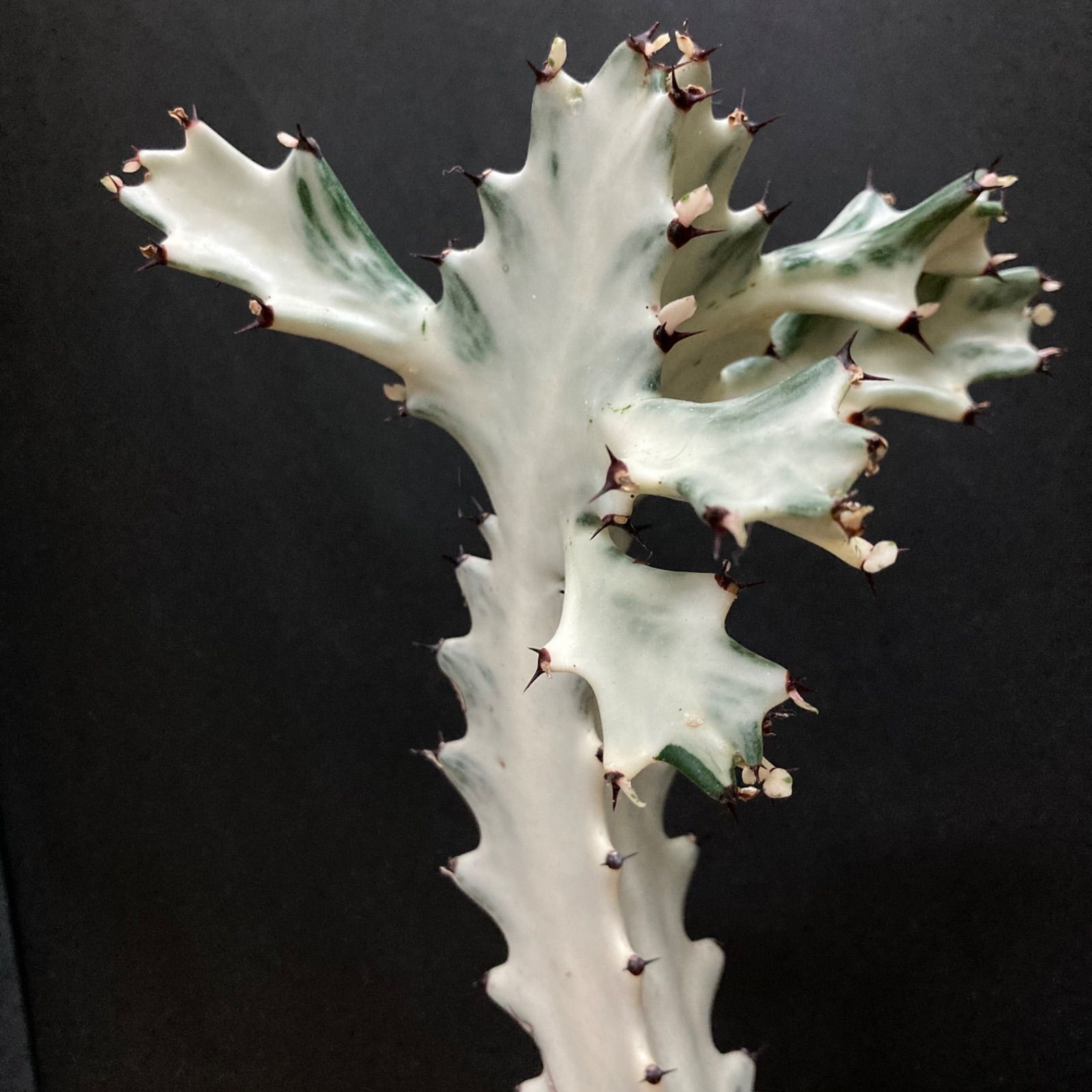 【美形】ユーフォルビア ホワイトゴースト #8 / 観葉植物 サボテン 多肉植物-0