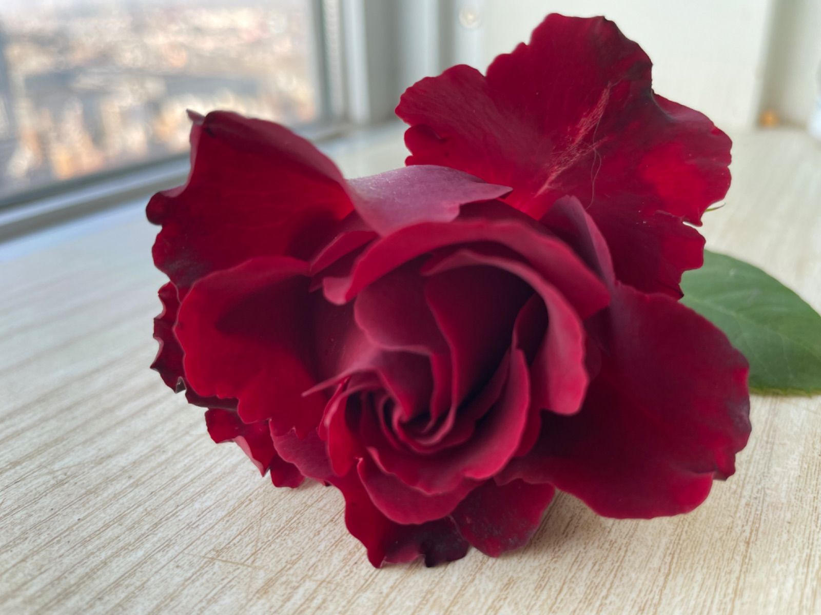 ラスト 超強健の名門フレンチローズ 波打つ花弁 深紅色バラ苗