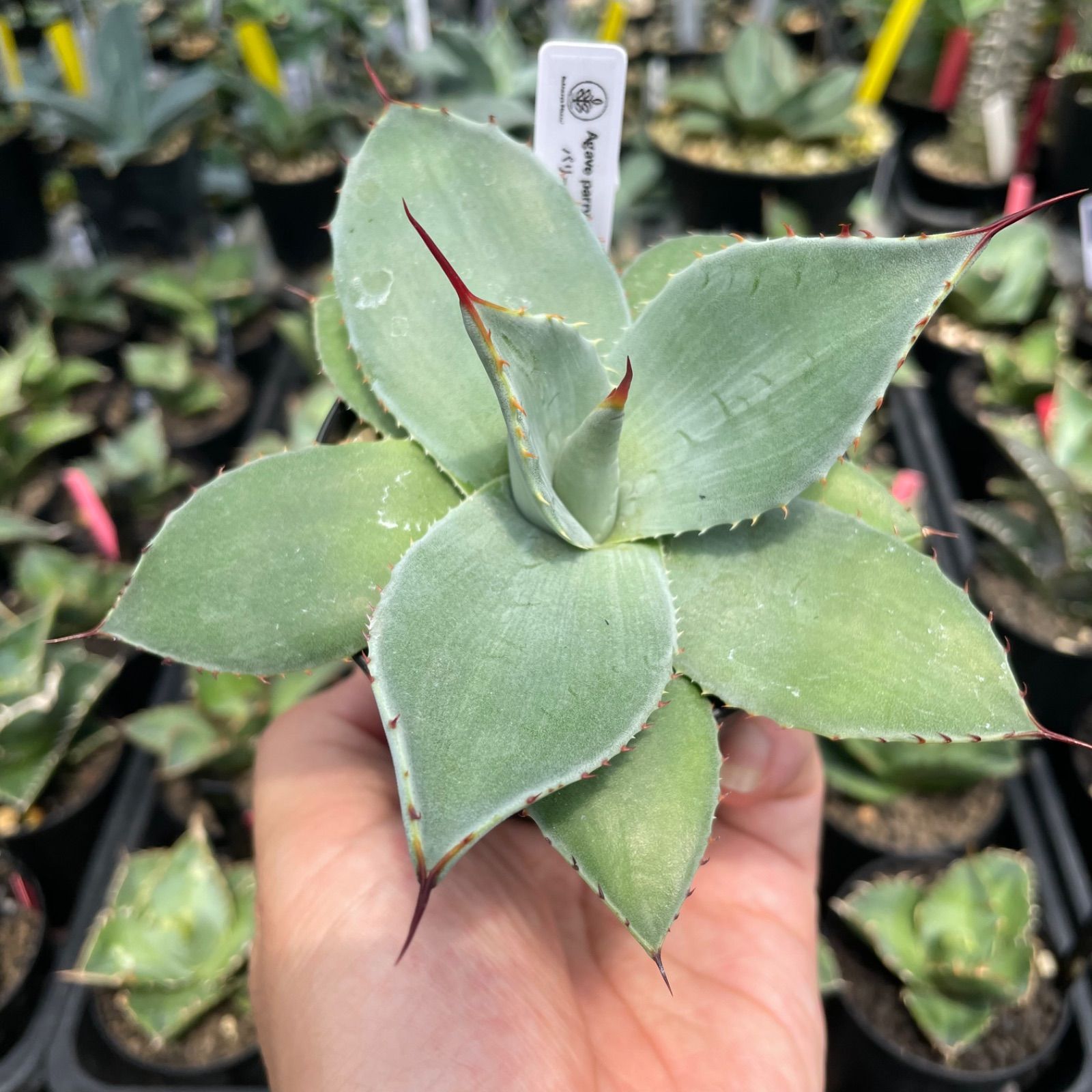 アガベ吉祥天パリーホーチエンシス アガベ・パリーの種類一覧と見分け