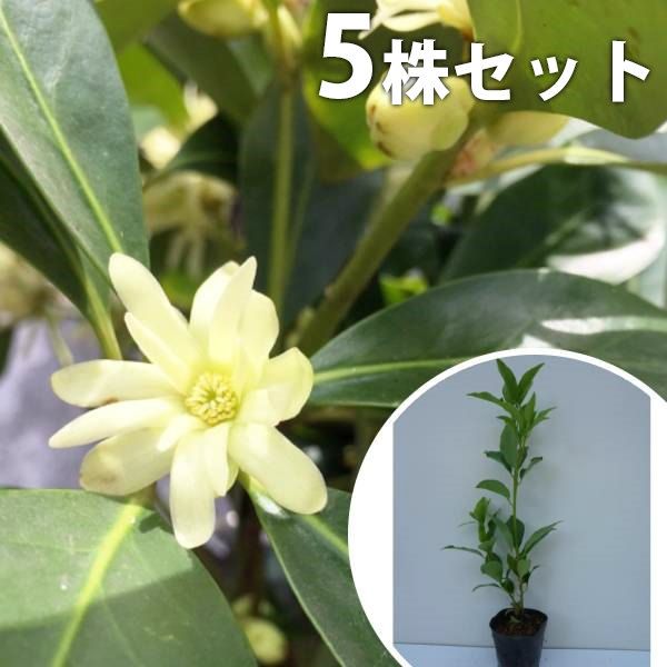 究極の古美術◼️蔵から、深みのあるかなり雰囲気の漂う抹茶茶碗が出